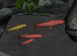 3dMAX鱼模板