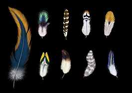 彩色羽毛psd素材