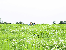 田野