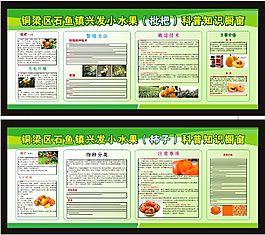 枇杷 柿子展板 
