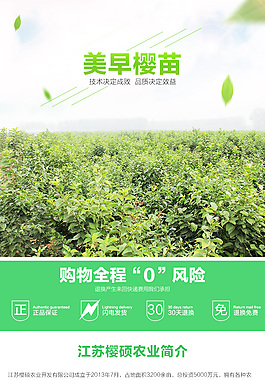 美早樱桃树苗樱桃苗详情页模板