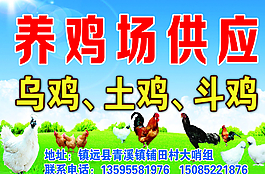 养鸡场图片