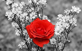 红色玫瑰花高清背景图