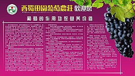 葡萄价值功效
