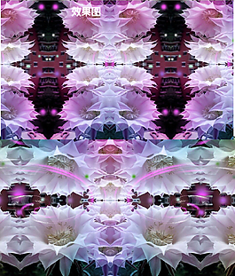 炫彩昙花视频