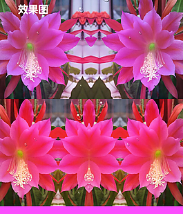 粉红色昙花视频