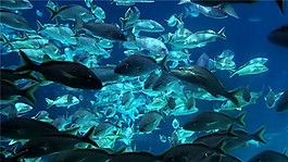 海洋鱼实拍视频