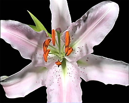 鲜花盛开实拍视频