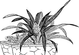 花草图案 装饰花草 矢量素材 AI格式_0035