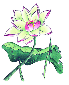荷花
