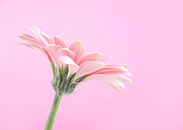 美丽鲜花摄影