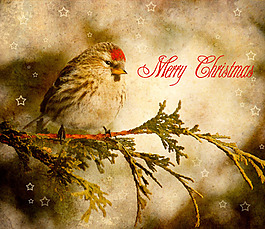 树枝上的小鸟背景素材