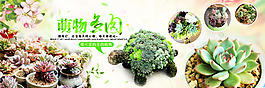 绿植 多肉 绿色 清新