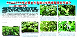 核桃品种展板