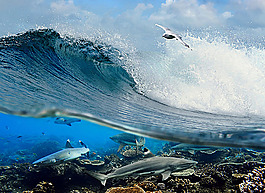 浪花与海鲜生物背景素材