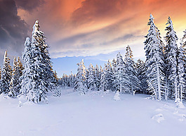 美丽树林雪景背景