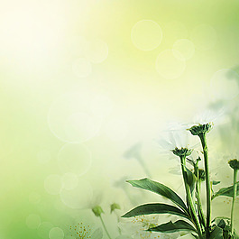 美丽鲜花背景边框
