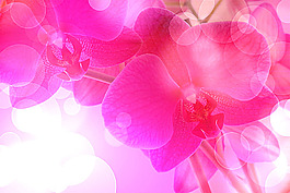 美丽鲜花梦幻背景
