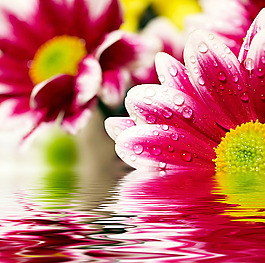 梦幻鲜花背景与水纹