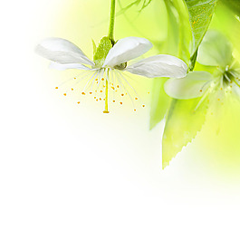 鲜花背景图片