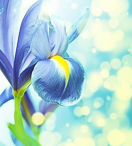 花朵与梦幻背景