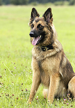 坐在草坪上的警犬
