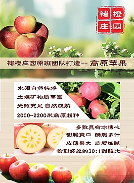 褚橙庄园 高原苹果