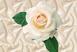 茉莉花