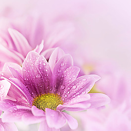 花朵清新背景高清图片