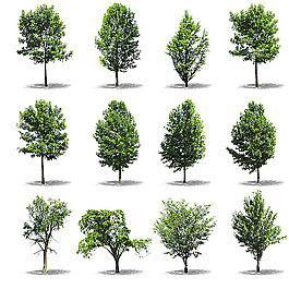 Tree version 5 /鉛筆画 A4-