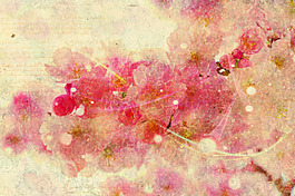 高清樱花背景贴图
