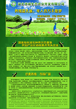 孔雀养殖网页