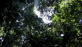 树林视频素材下载