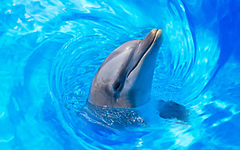 水中的海豚