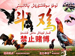 斗鸡活动