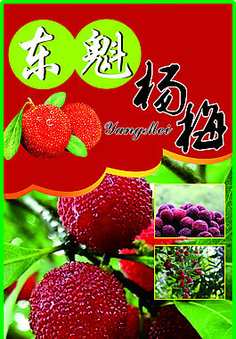 杨梅展架
