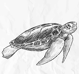 素描乌龟