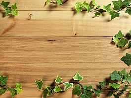 木质背景绿叶图片下载