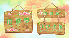 佰肤草