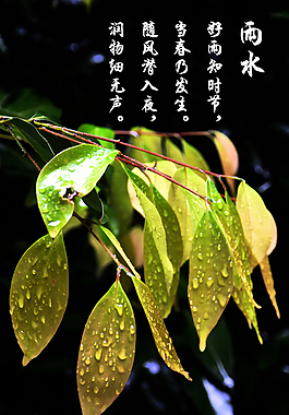 雨水