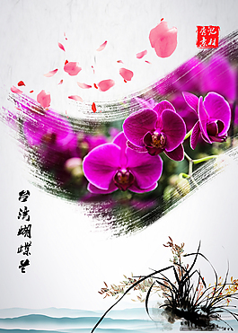台湾蝴蝶兰   蝴蝶兰