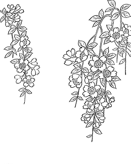 线描Shidarezakura图片