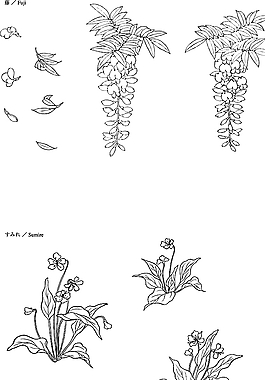 线描紫藤野百合矢量EPS图片