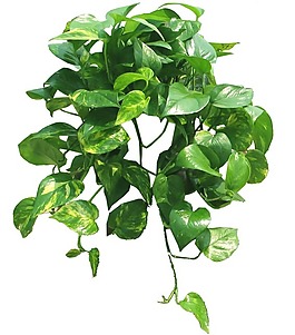 黄金葛