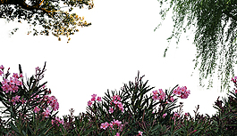 高清花草