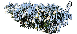 雪与草