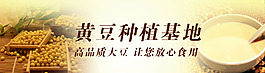 黄豆种植基地psd格式大图