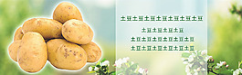 马铃薯荣誉展示图片psd格式