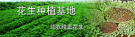 花生种植基地psd格式大图