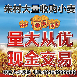 收购小麦图片
